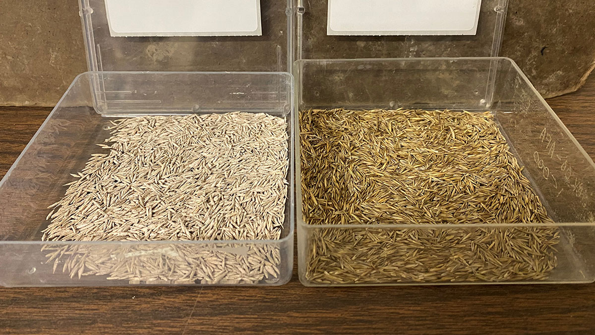 seed comparisson raw(right) coated(left)